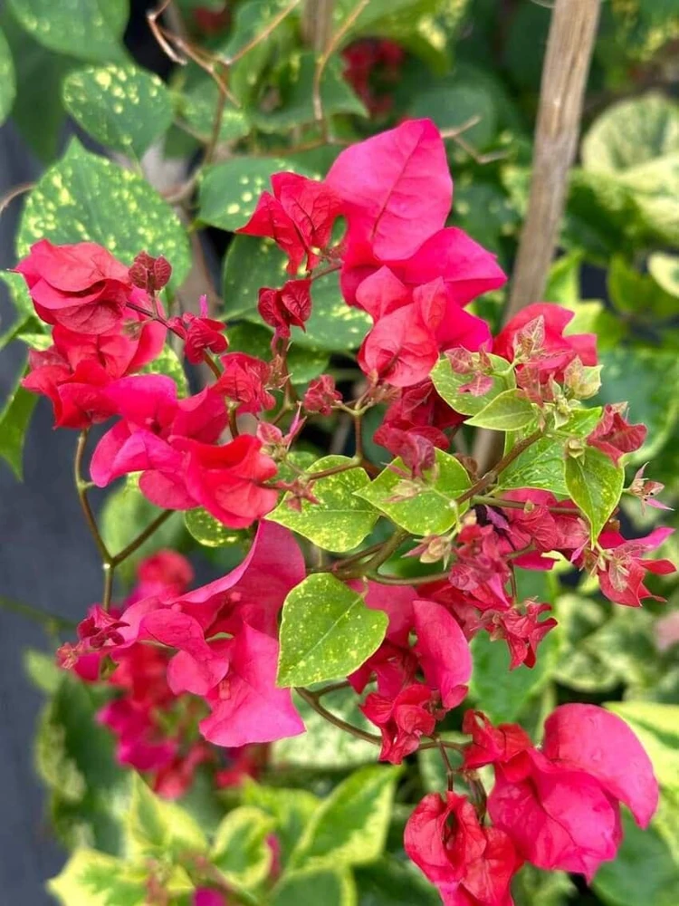 Double Red Bougainvillea Live Plant - 2 Pack, 4-6 Inches Tall, Rare Variety, Outdoor - Image 1