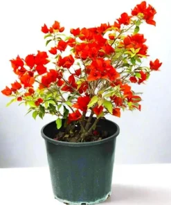 Double Red Bougainvillea Live Plant - 2 Pack, 4-6 Inches Tall, Rare Variety, Outdoor - Image 7