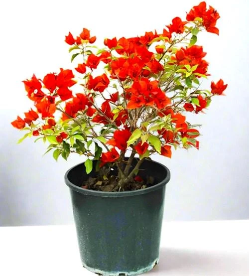 Double Red Bougainvillea Live Plant - 2 Pack, 4-6 Inches Tall, Rare Variety, Outdoor - Image 7