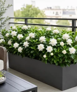 Double White Gardenia Live Plant 8-10 Inch Tall in 6 Inch Pot – Fragrant Outdoor Flowering Shrub - Image 2