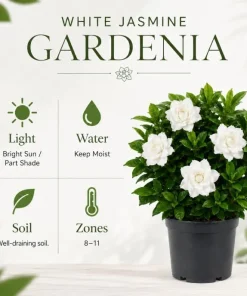Double White Gardenia Live Plant 8-10 Inch Tall in 6 Inch Pot – Fragrant Outdoor Flowering Shrub - Image 3