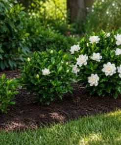 Double White Gardenia Live Plant 8-10 Inch Tall in 6 Inch Pot – Fragrant Outdoor Flowering Shrub - Image 4