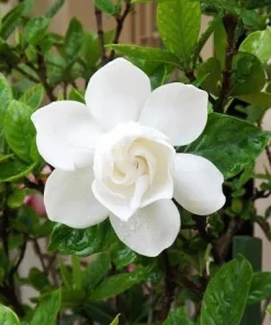 Double White Gardenia Live Plant 8-10 Inch Tall in 6 Inch Pot – Fragrant Outdoor Flowering Shrub - Image 5