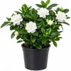 Double White Gardenia Live Plant 8-10 Inch Tall in 6 Inch Pot – Fragrant Outdoor Flowering Shrub - Image 1