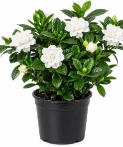 Double White Gardenia Live Plant 8-10 Inch Tall in 6 Inch Pot – Fragrant Outdoor Flowering Shrub - Image 1