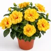 Double Yellow Hibiscus Live Plant 6-8 Inch Tall – Tropical Flowering Shrub - Image 1