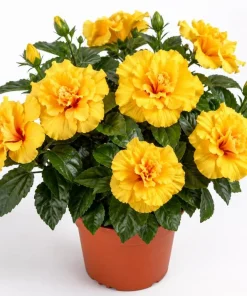 Double Yellow Hibiscus Live Plant 6-8 Inch Tall – Tropical Flowering Shrub - Image 1