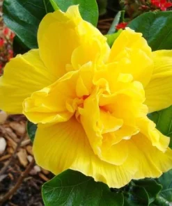 Double Yellow Hibiscus Live Plant 6-8 Inch Tall – Tropical Flowering Shrub - Image 2