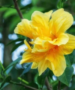 Double Yellow Hibiscus Live Plant 6-8 Inch Tall – Tropical Flowering Shrub - Image 3