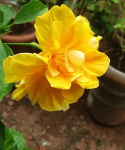 Double Yellow Hibiscus Live Plant 6-8 Inch Tall – Tropical Flowering Shrub - Image 4