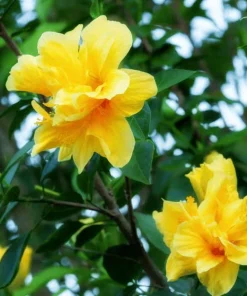 Double Yellow Hibiscus Live Plant 6-8 Inch Tall – Tropical Flowering Shrub - Image 5