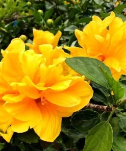 Double Yellow Hibiscus Live Plant 6-8 Inch Tall – Tropical Flowering Shrub - Image 6