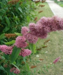 Douglas Spirea Seeds - 50 Count Pink Hardhack Shrub Spiraea Douglasii - Image 10