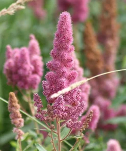 Douglas Spirea Seeds - 50 Count Pink Hardhack Shrub Spiraea Douglasii - Image 2