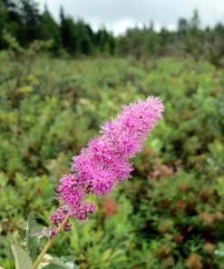 Douglas Spirea Seeds - 50 Count Pink Hardhack Shrub Spiraea Douglasii - Image 3