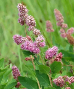 Douglas Spirea Seeds - 50 Count Pink Hardhack Shrub Spiraea Douglasii - Image 4