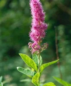 Douglas Spirea Seeds - 50 Count Pink Hardhack Shrub Spiraea Douglasii - Image 5