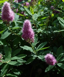 Douglas Spirea Seeds - 50 Count Pink Hardhack Shrub Spiraea Douglasii - Image 6