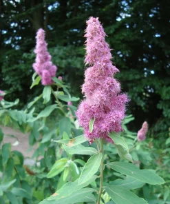 Douglas Spirea Seeds - 50 Count Pink Hardhack Shrub Spiraea Douglasii - Image 7