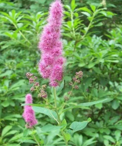 Douglas Spirea Seeds - 50 Count Pink Hardhack Shrub Spiraea Douglasii - Image 8