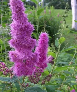 Douglas Spirea Seeds - 50 Count Pink Hardhack Shrub Spiraea Douglasii - Image 9