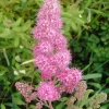 Douglas Spirea Seeds - 50 Count Pink Hardhack Shrub Spiraea Douglasii - Image 1
