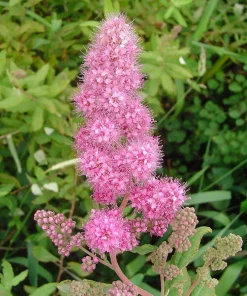 Douglas Spirea Seeds - 50 Count Pink Hardhack Shrub Spiraea Douglasii - Image 1