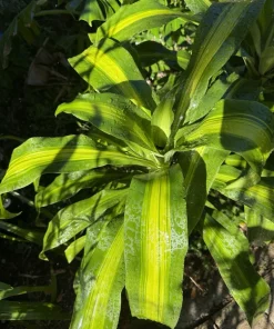 Dracaena Fragrans Live Plant - Corn Plant Indoor Air Purifying Houseplant - Image 2