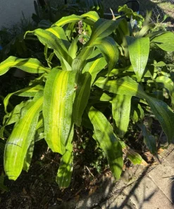 Dracaena Fragrans Live Plant - Corn Plant Indoor Air Purifying Houseplant - Image 1