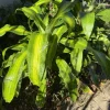 Dracaena Fragrans Live Plant – Houseplant – Indoor Decor - Image 1