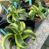Dracaena fragrans 'Tornado' Live Plant - Unique Potted Houseplant - Image 1