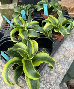 Dracaena fragrans 'Tornado' Live Plant - Unique Potted Houseplant - Image 1