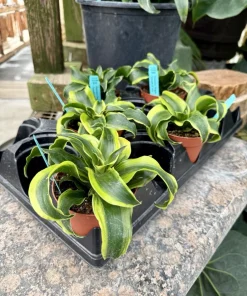 Dracaena fragrans 'Tornado' Live Plant - Unique Potted Houseplant - Image 2