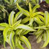 Dracaena Lemon Surprise Live Plant – Air Purifying Houseplant - Image 1