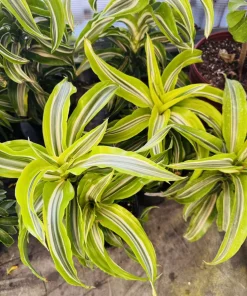 Dracaena Lemon Surprise Live Plant – Air Purifying Houseplant - Image 1