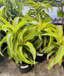 Dracaena Lemon Surprise Live Plant – Air Purifying Houseplant - Image 2