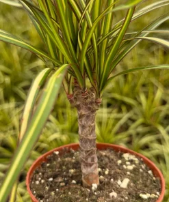 Dracaena Marginata Sunshine Live Plant – Mini Tree – 4 inch Pot – Indoor - Image 2