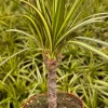 Dracaena Marginata Sunshine Live Plant – Mini Tree – 4 inch Pot – Indoor - Image 1
