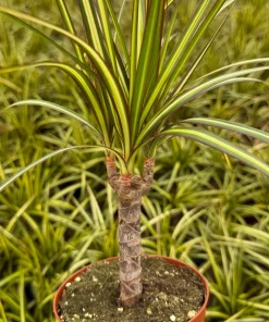 Dracaena Marginata Sunshine Live Plant – Mini Tree – 4 inch Pot – Indoor - Image 1