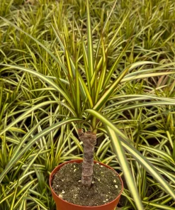 Dracaena Marginata Sunshine Live Plant – Mini Tree – 4 inch Pot – Indoor - Image 3