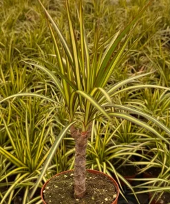 Dracaena Marginata Sunshine Live Plant – Mini Tree – 4 inch Pot – Indoor - Image 4