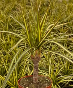Dracaena Marginata Sunshine Live Plant – Mini Tree – 4 inch Pot – Indoor - Image 5