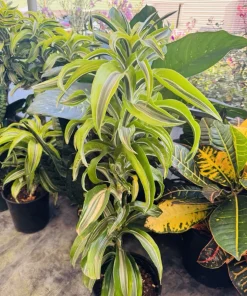 Dracaena Reflexa Variegated Live Plant - Tropical Houseplant - Image 2