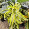 Dracaena Reflexa Variegated Live Plant - Tropical Houseplant - Image 1
