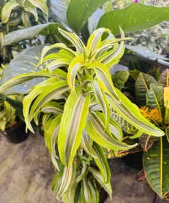 Dracaena Reflexa Variegated Live Plant - Tropical Houseplant - Image 1