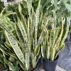 Dracaena trifasciata 'Laurentii' Snake Plant Live Plant – Indoor Houseplant - Image 1