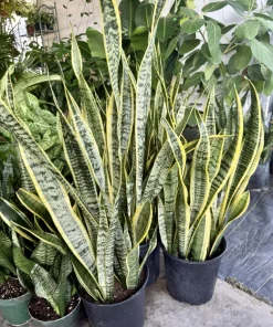 Dracaena trifasciata 'Laurentii' Snake Plant Live Plant – Indoor Houseplant - Image 1