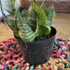 Dracaena Trifasciata Live Plant - Indoor Snake Plant - Low Maintenance Houseplant - Image 1