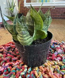 Dracaena Trifasciata Live Plant - Indoor Snake Plant - Low Maintenance Houseplant - Image 1