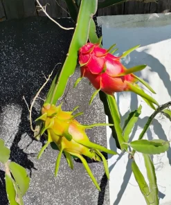 Dragon Fruit Live Plant - Pitaya Cactus, Tropical Fruit Plant for Containers - Image 2